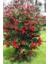 Callistemon Laevis Fırça Çalısı Fidanı 3