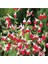 Salvia Splendens Kırmızı Çiçekli Ada Çayı Fidanı 1