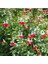 Salvia Splendens Kırmızı Çiçekli Ada Çayı Fidanı 2