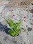 Salvia Splendens Kırmızı Çiçekli Ada Çayı Fidanı 3