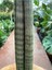 Sansevieria Cylindrica Paşa Kılıcı 38-42 cm 2