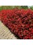 Alev Çalısı (Photinia Red Robin Nana) 170-200 cm 1