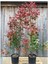 Alev Çalısı (Photinia Red Robin Nana) 170-200 cm 2