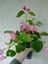 Seker Begonyasi (Pembe )10-20CM 1