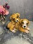 Sevimli Köpekler Polyester Dekoratif Obje & Biblo 1
