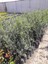 Gemlik Zeytini 1 Adet 70-110CM 2