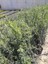 Gemlik Zeytini 1 Adet 70-110CM 3