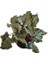 Begonia Rex Asian ( Rex Begonya ) 2
