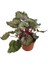 Begonia Rex Asian ( Rex Begonya ) 4