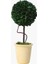 Saksılı Boxwood Yuvarlak 15X15X36CM 1