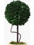 Saksılı Boxwood Yuvarlak 15X15X36CM 2