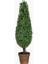 Saksılı Boxwood Ağaç Uzun 19X19X89CM 1