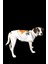 Beyaz Ince Yazlık Kollu Tişört Love Ayıcıklı Baskılı Kedi Köpek Kıyafeti 4