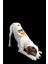 Beyaz Ince Yazlık King Ayıcıkbaskılı Kedi Köpek Kıyafeti 4