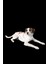 Beyaz Ince Yazlık Baby Ayıcık Baskılı Kollu Tişört Kedi Köpek Kıyafeti 4