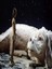 Eklemli Falkor Ejderhası Bitmeyen Hikaye 20CM - Hediyelik Hareketli Falkor Ejderi 1