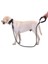 Reflektörlü Köpek Tasması 130 Cm. 2