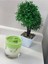 Matcha Iced Tea Matcha Green Tea Kokulu Mum 1
