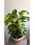 Yosun Gövdeli Patos Salon Sarmaşığı-Golden Pothos- Dolgun Formlu- XL+Euphorbia HEDİYELİ 5