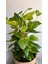 Yosun Gövdeli Patos Salon Sarmaşığı-Golden Pothos- Dolgun Formlu- XL+Euphorbia HEDİYELİ 6