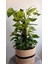 Yosun Gövdeli Patos Salon Sarmaşığı-Golden Pothos- Dolgun Formlu- XL+Euphorbia HEDİYELİ 3