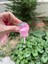 Lolipop Figürlü Pembe Sulu Simli Çanta Süsü ve Anahtarlık 1