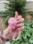 Lolipop Figürlü Pembe Sulu Simli Çanta Süsü ve Anahtarlık 3