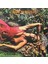 Roxy Music Stranded Lp Plak 1