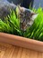 Premium 6'li Kedi Çimi Tohumu -100 gr (Buğday - Çavdar - Arpa - Yulaf - Yonca - Iza Buğdayı) 4