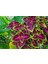 5'li Farklı Çeşit Yaprak Güzeli Seti (Common Coleus) - Renkli Yapraklı Iç ve Dış Mekan Bitkisi 5 Adet 1