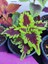 5'li Farklı Çeşit Yaprak Güzeli Seti (Common Coleus) - Renkli Yapraklı Iç ve Dış Mekan Bitkisi 5 Adet 3