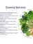 Critical Greens Detox Powder Superfood Gut Health Immune Support Vegan 30 Servis 3