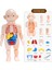 Anatomi Kafatası Modeli, Insan Anatomisi Kafatası Bulmacası, Insan Organ Modeli (Yurt Dışından) 3