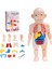 Anatomi Kafatası Modeli, Insan Anatomisi Kafatası Bulmacası, Insan Organ Modeli (Yurt Dışından) 5