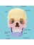 Anatomi Kafatası Modeli, Insan Anatomisi Kafatası Bulmacası (Yurt Dışından) 3