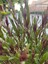 Gaura / Kelebek Çiçeği 40-60CM Kırmızı (Gavura) 1 Adet 2