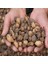 Salep Tohumu 100 Adet 2