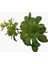 Iki Başlı Dudleya Sukulent Dal 30X14X16CM 2