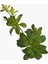 Iki Başlı Dudleya Sukulent Dal 30X14X16CM 3
