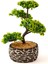 Dekoratif Saksılı Bonsai Meri Yapay Çiçek - Siyah / Yeşil - 20x20x36 cm 1