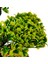 Dekoratif Saksılı Bonsai Meri Yapay Çiçek - Siyah / Yeşil - 20x20x36 cm 3