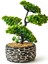 Dekoratif Saksılı Bonsai Meri Yapay Çiçek - Siyah / Yeşil - 20x20x36 cm 4