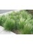 Stipa - At Kuyruğu Çimi 10'lu Set - Otsu Yer Örtücü Bitki 1