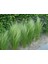 Stipa - At Kuyruğu Çimi 10'lu Set - Otsu Yer Örtücü Bitki 3