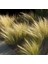 Stipa - At Kuyruğu Çimi 10'lu Set - Otsu Yer Örtücü Bitki 4