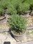 Kekik Bitkisi – Canlı Saksılı Aromatik Fide 10-20CM (Yenilebilir / Baharatlık / Balkon Için Uygun) 1