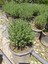 Kekik Bitkisi – Canlı Saksılı Aromatik Fide 10-20CM (Yenilebilir / Baharatlık / Balkon Için Uygun) 2