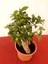 Bonsai – Canlı Saksılı Minyatür Ağaç 20-30CM (Iç Mekâna Uygun) 1