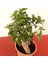 Bonsai – Canlı Saksılı Minyatür Ağaç 20-30CM (Iç Mekâna Uygun) 2