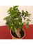 Bonsai – Canlı Saksılı Minyatür Ağaç 20-30CM (Iç Mekâna Uygun) 3